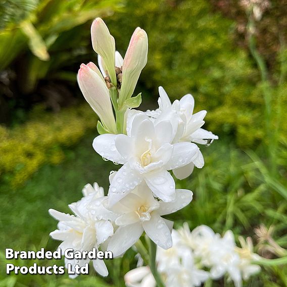 Polianthes tuberosa 'The Pearl'