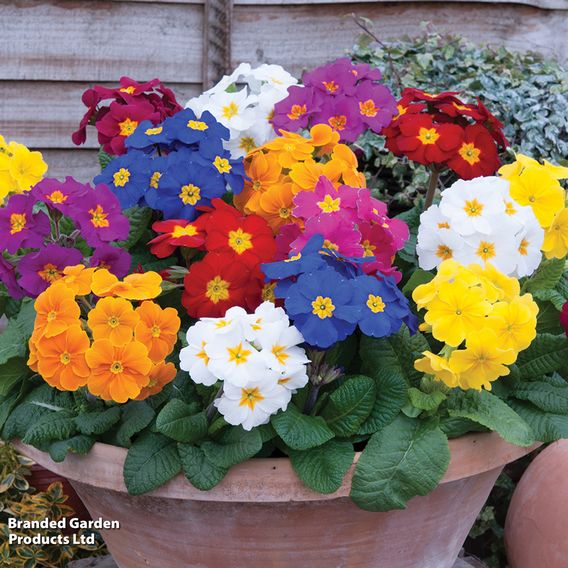 Primula eliator 'Crescendo® Mixed' F1 Hybrid