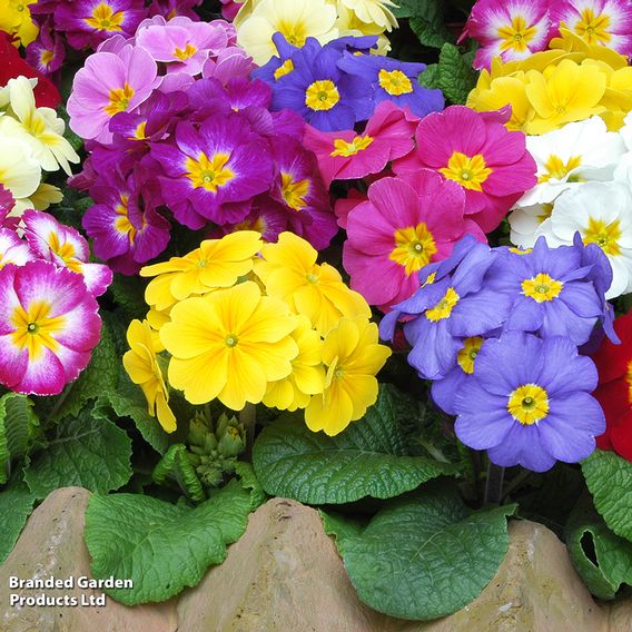 Primula eliator 'Crescendo® Mixed' F1 Hybrid