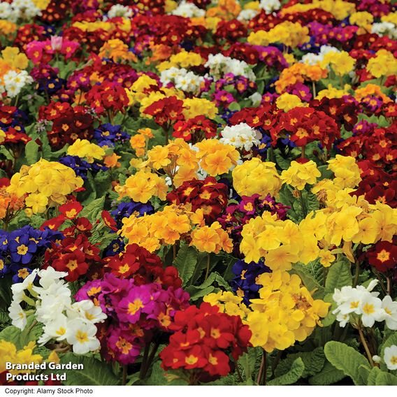 Polyanthus 'Pacific Giants Mix'