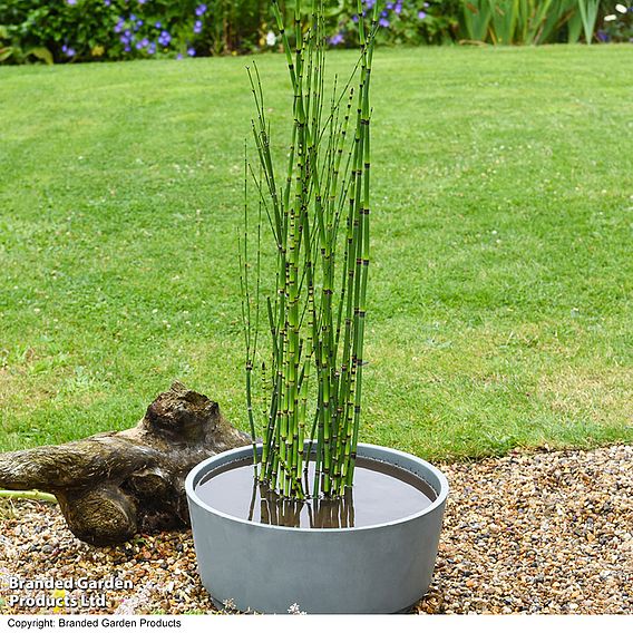 Equisetum japonicum (Marginal Aquatic)