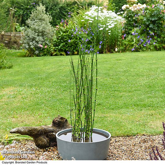 Equisetum japonicum (Marginal Aquatic)