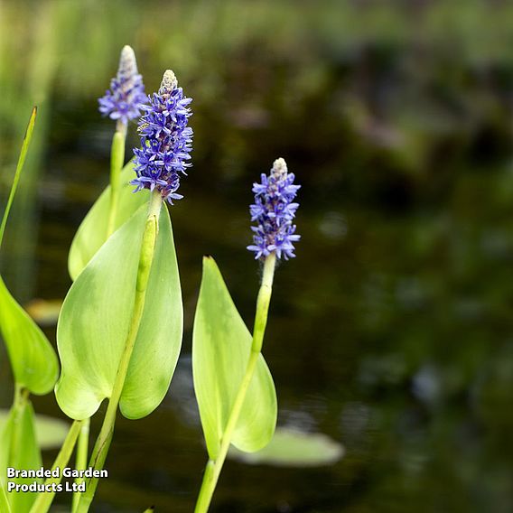 Pontederia cordata (Marginal Aquatic)