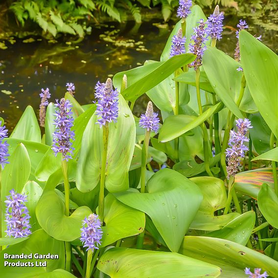 Pontederia cordata (Marginal Aquatic)