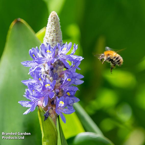 Pontederia cordata (Marginal Aquatic)