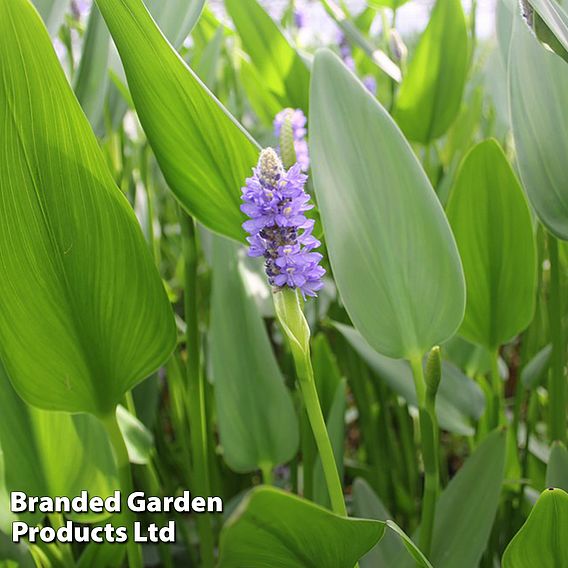 Pontederia Cordata Lanceolata