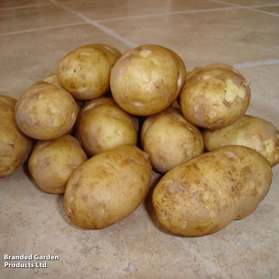 Potato 'Arran Pilot'