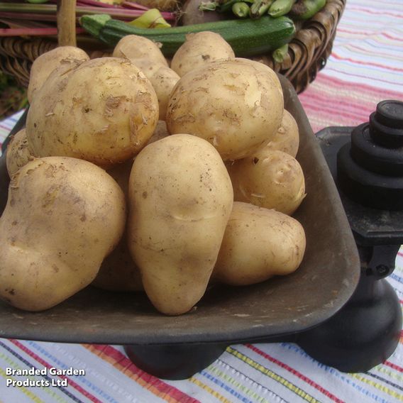 Potato 'Arran Pilot'