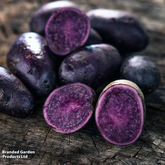 Potato 'Blue Annelise'