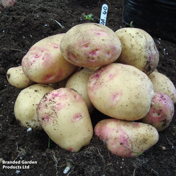 Potato 'Cara'