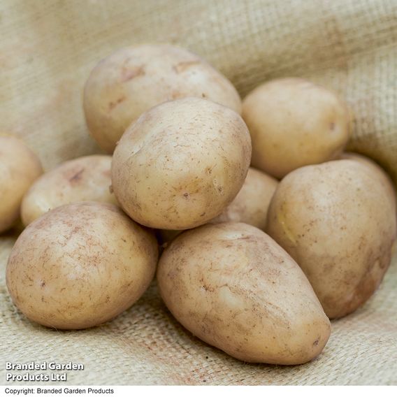 Potato 'Casablanca'