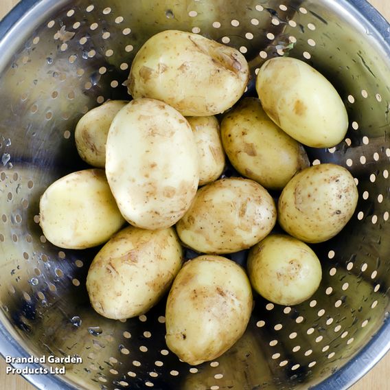 Potato 'Charlotte' (Second Cropping)