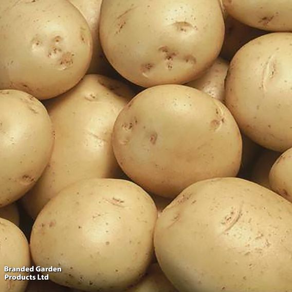 Potato 'Colleen'