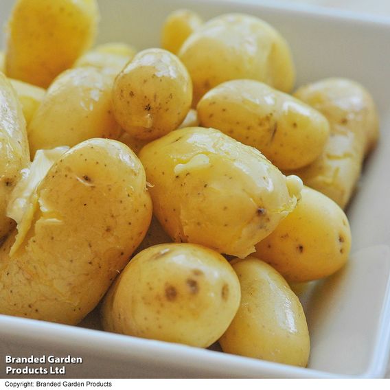 Potato 'Jazzy'