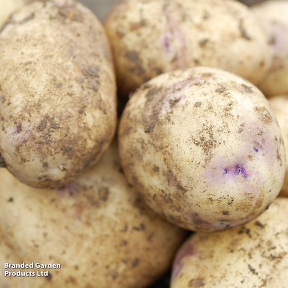 Potato 'Kestrel'