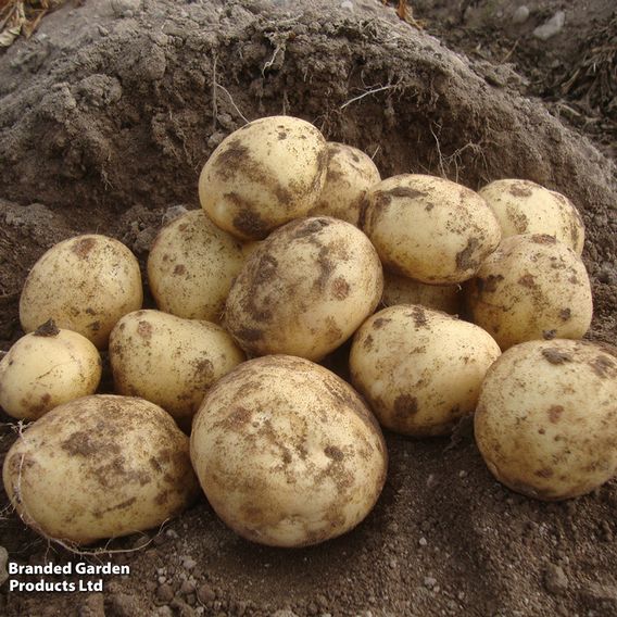 Potato 'Marfona'