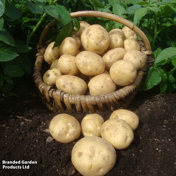 Potato 'Marfona'