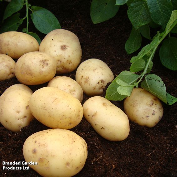 Potato 'Nadine'