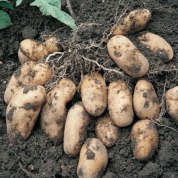 Potato 'Nicola' (Second Cropping)