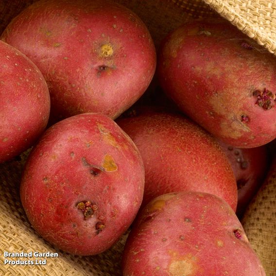 Potato 'Red Duke of York'