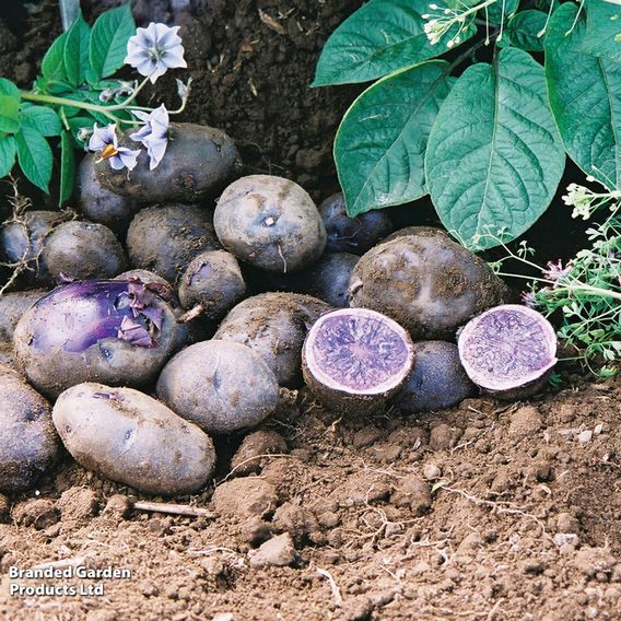 Potato 'Salad Blue'