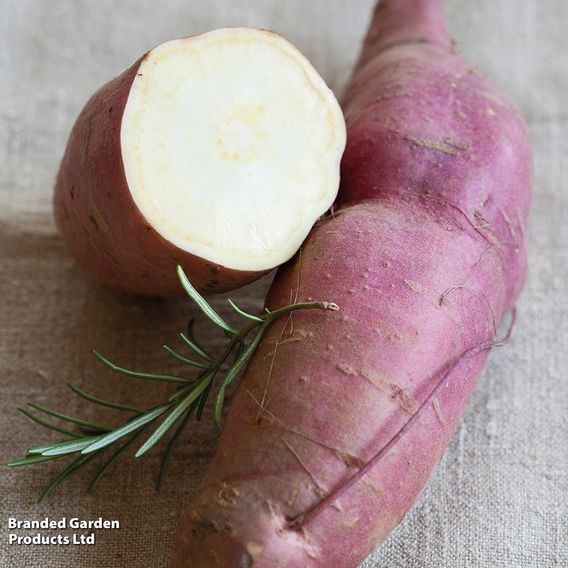 Sweet Potato 'Erato White'