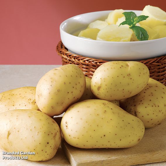 Potato 'Vivaldi'