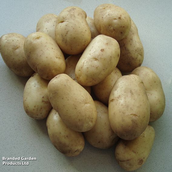 Potato 'Wilja'