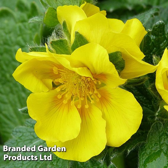 Potentilla megalantha 'Gold Sovereign'