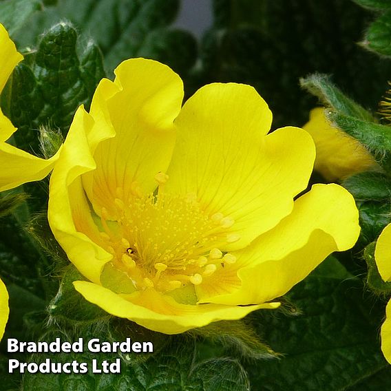 Potentilla megalantha 'Gold Sovereign'