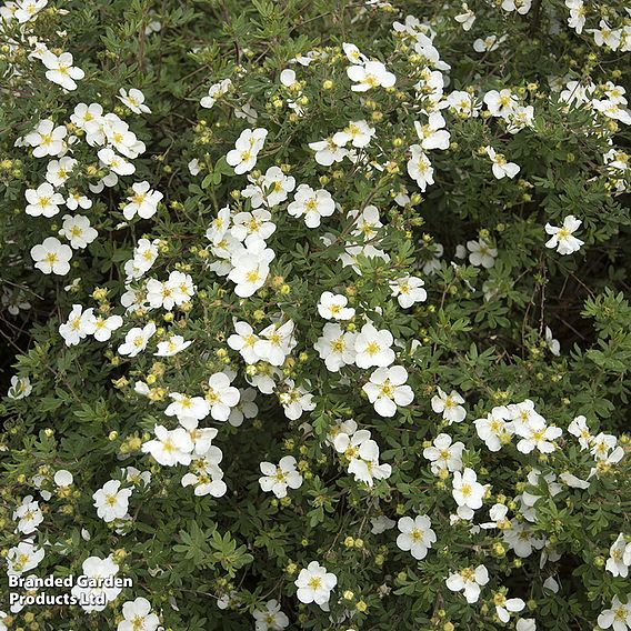 Potentilla fruticosa 'Abbotswood'