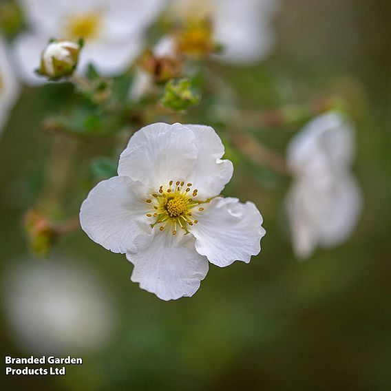 Potentilla fruticosa 'Abbotswood'