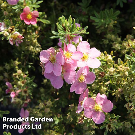 Potentilla fruticosa 'Lovely Pink'