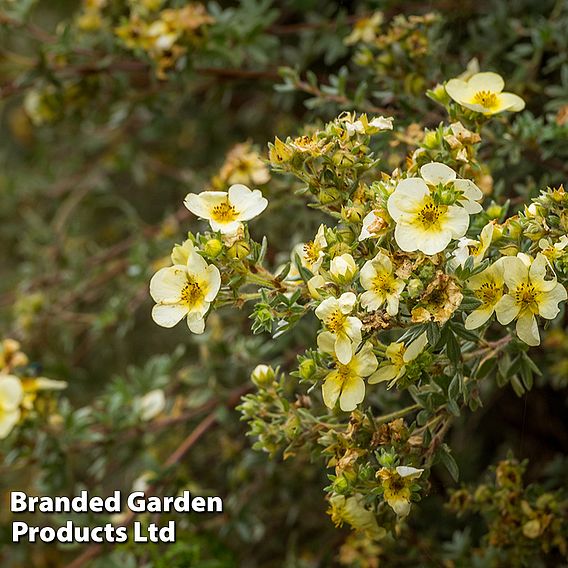 Potentilla fruticosa 'Lemon Meringue' First Editions