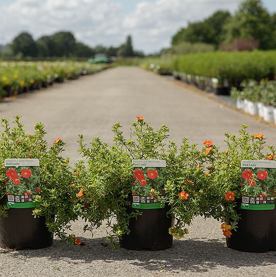 Potentilla fruticosa 'Red Lady'