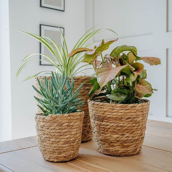 Osaka Straw Basket Pot