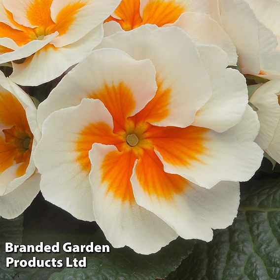 Primrose 'Buttercream'