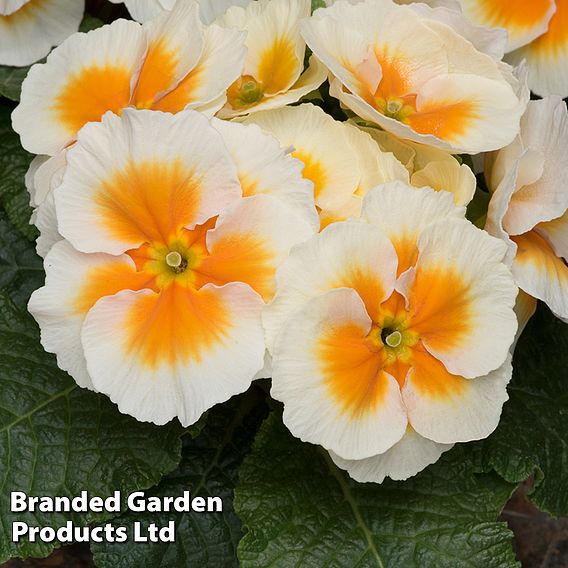 Primrose 'Buttercream'