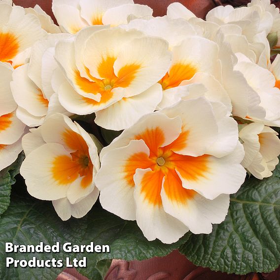 Primrose 'Buttercream'