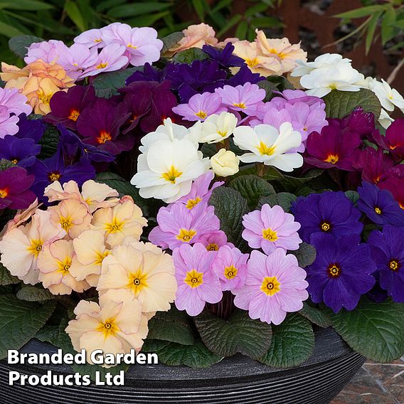 Primrose 'Obsidian Mixed'