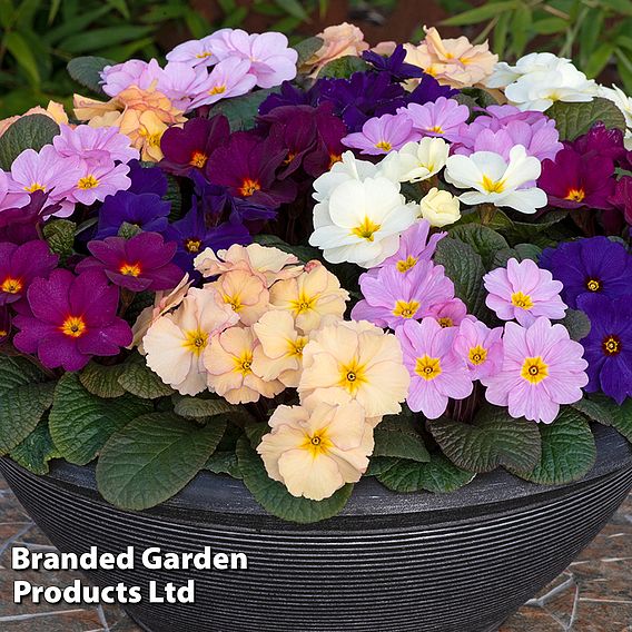 Primrose 'Obsidian Mixed'