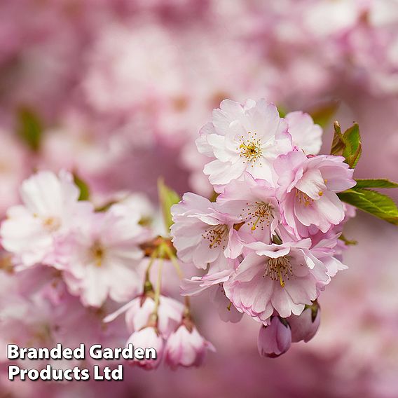 Prunus 'Accolade'