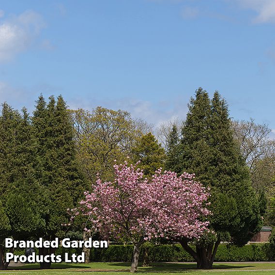 Prunus 'Accolade'