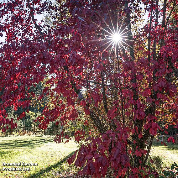 Prunus x cistena