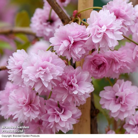 Prunus 'Kiku-shidare-zakura'