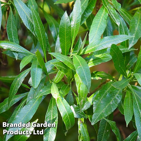 Prunus laurocerasus 'Caucasica'