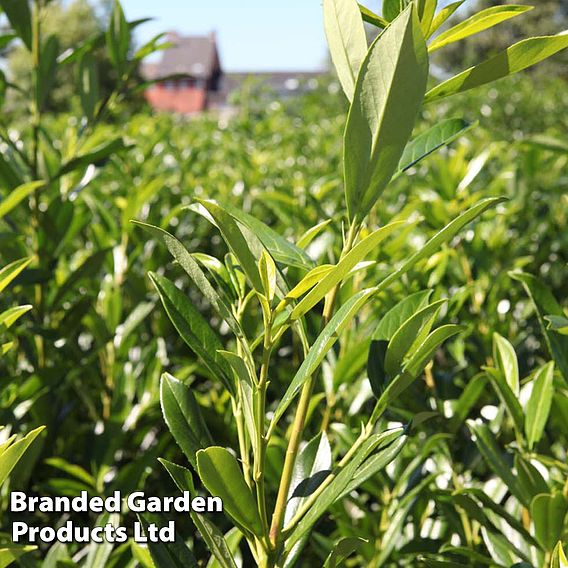 Prunus laurocerasus 'Caucasica'