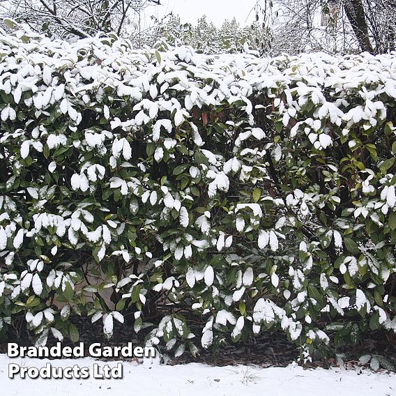 Prunus laurocerasus 'Novita' (Hedging)