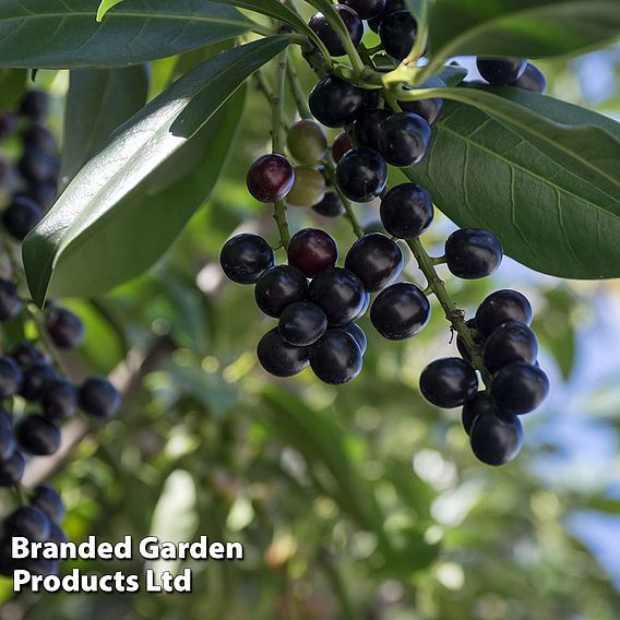 Prunus laurocerasus 'Novita' (Hedging)