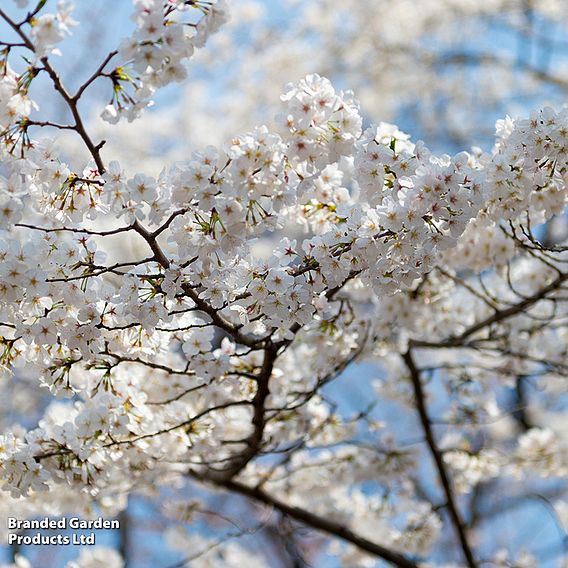 Prunus nipponica 'Brilliant'